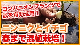 Tips for growing mixed strawberries and garlic from a Japanese