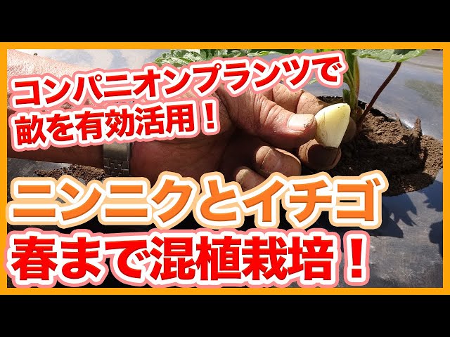Tips for growing mixed strawberries and garlic from a Japanese
