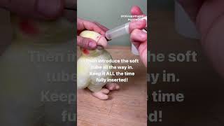 How to hand feed a baby bird parrot with a soft tube and syringe #shorts screenshot 5