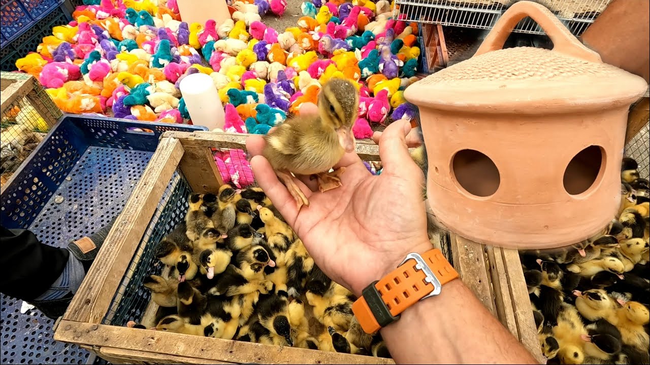 تدريب الفرس و معالجتها من المرض،أسعار الطيور و الحيوانات في سوق الجمعة،الترتيب مستمر في المزرعة(152)