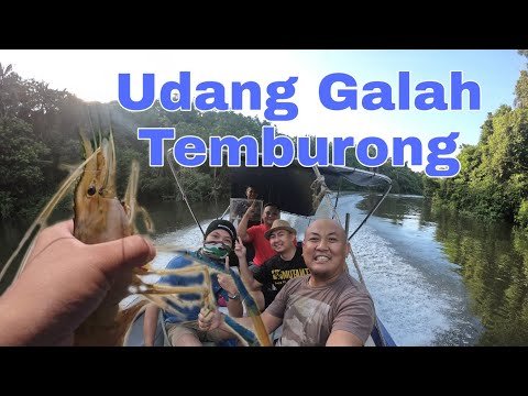 Udang Galah Brunei