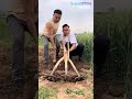 Homemade three prong tree branch soil turning tool