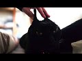もーっ!しょうがないんだから…って感じで側で猫エンジンをふかす