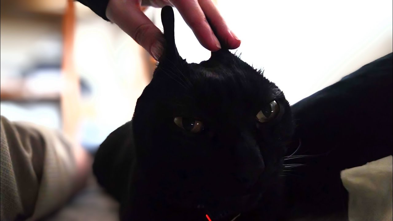 もーっ!しょうがないんだから…って感じで側で猫エンジンをふかす