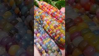 Multicolored Corn 🌽 #shorts #viral