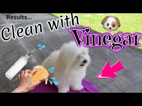 dog-clean-routine,-white-dog,-vinegar,-coton-de-tulear-i-lorentix