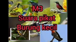 suara pikat burcil kombinasi paling joss