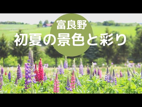【富良野観光物語】2020.夏vol.206・富良野・初夏の景色と彩り★清水山ブドウ畑・フラワーランドかみふらののルピナス