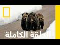 مخالب قاتلة |عندما تهاجم الحيوانات المفترسة | ناشونال جيوغرافيك أبوظبي