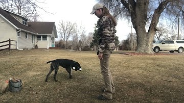 Force Fetch Tutorial for JGHV Dog Owners - Day 9 with Deutsch Drahthaar