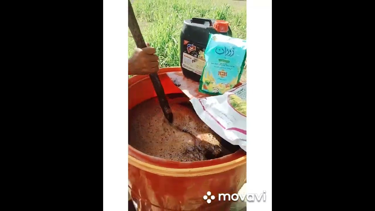 super Napier grass co5 Thailand