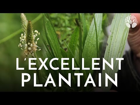 Vidéo: Pourquoi le plantain est-il bon pour vous ?