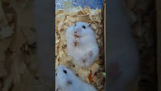 dinner is good. hamster eats искусство аппетитно есть. ужин хомяка. pets every day