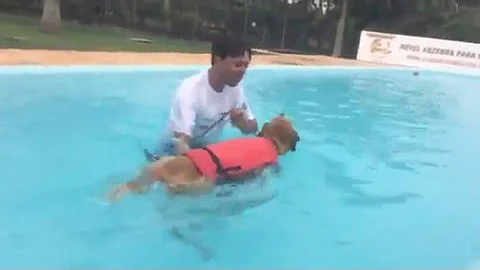 Como fazer o cachorro entrar na piscina?