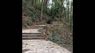 monkey running on two legs instagram trending meme template