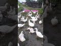 Entok ..Yo Wes Ben #ternakunggas #ternak #viral #viral #duck