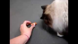 Ragdoll Cats with Hexbug Nano Chipmunk Toy