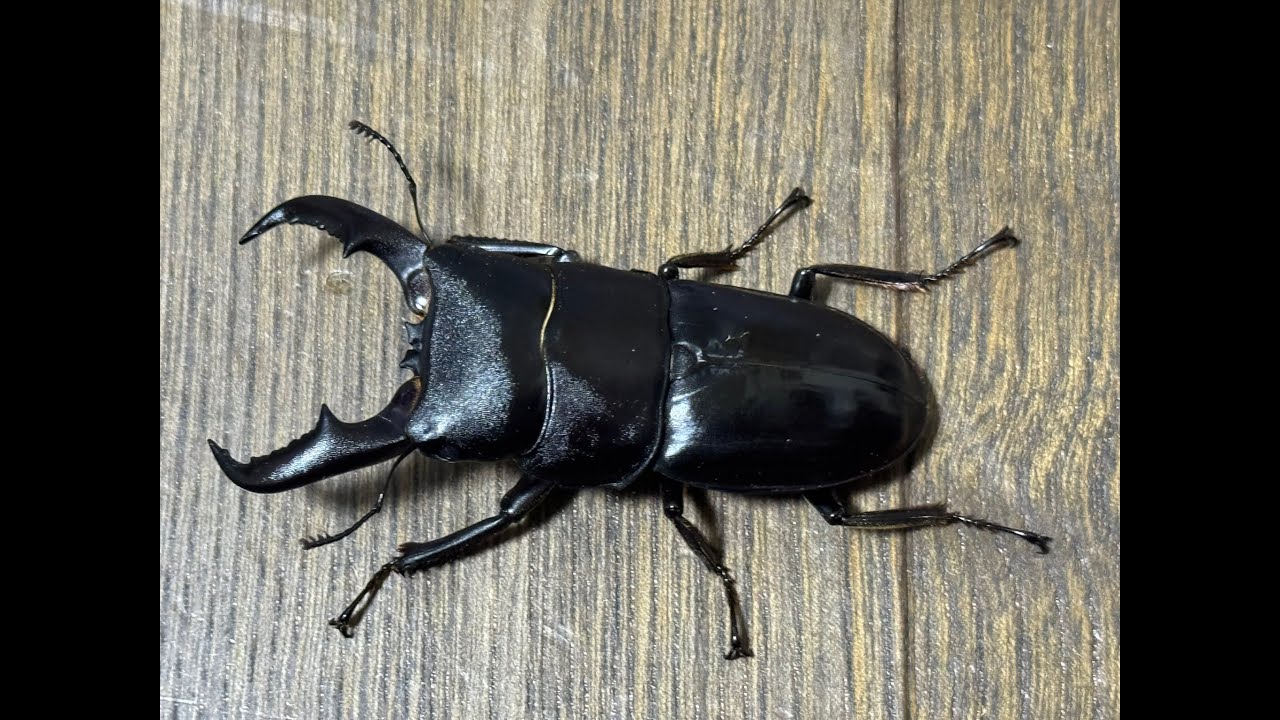 ついに離島ヒラタが仕上がってきた