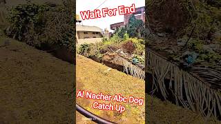 Al Nacher Abc Dog Catching #dog #abcprogram #catch #pets #ytviral #animals #dogshorts #shorts