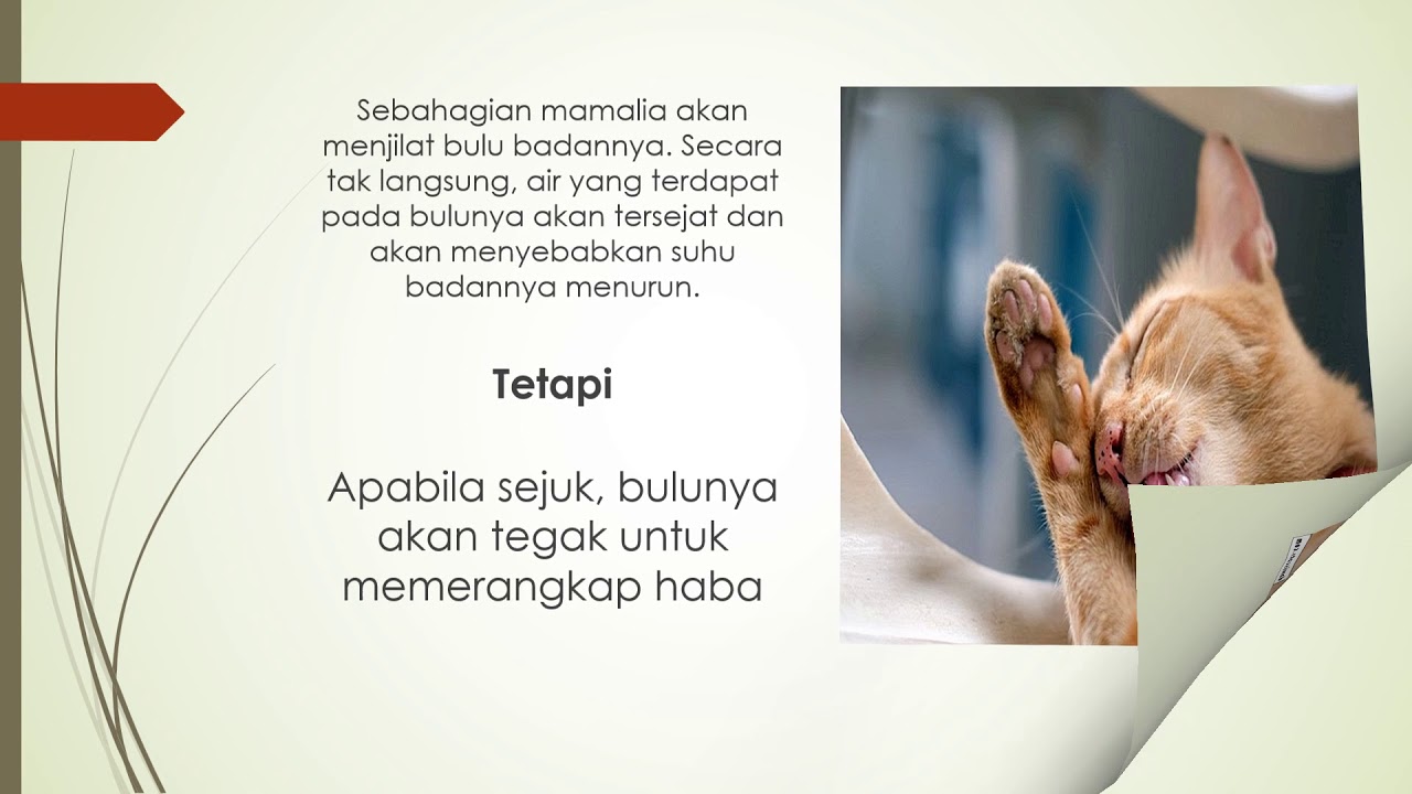 Homeostasis Haiwan Dan Tumbuhan Homeostasis Dalam Haiwan