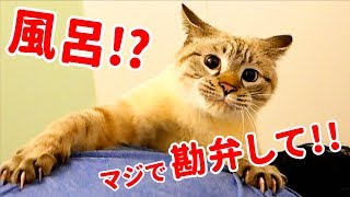 【悲劇】風呂嫌いな猫を洗おうとしたら大変な事になりました…