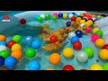 Anak Bebek Lucu Berenang Bermain Bersama Anjing Kecil | Swim Ducks #Part 8