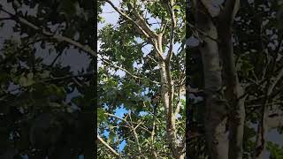 The Dreaded Squirrel
Join the Discord! ► https://discord.gg/eFFuqCJ
Space Engineers Affiliate Link ► https://x.la/l/ZOb81zYw
Edited By: @moos3h212
Music by: Epidemic Sound
Space Engineers:
PC Workshop Items ► https://steamcommunity.com/id/Kanajashi/myworkshopfiles/?appid=244850
Season 1 - Mod List ► https://steamcommunity.com/sharedfiles/filedetails/?id=1575828464
Season 2 - Mod List ► https://steamcommunity.com/sharedfiles/filedetails/?id=1866114910
Season 3 - Mod List ► https://steamcommunity.com/sharedfiles/filedetails/?id=2310134174
Season 4 - Mod List ► https://steamcommunity.com/sharedfiles/filedetails/?id=2631764658
Season 5 - Mod Pack ► https://steamcommunity.com/sharedfiles/filedetails/?id=3117530851
Computer Specs:
AMD Ryzen 9 3900x 12-Core
NIVIDIA GeForce RTX 2080
64 GB Ram The Dreaded Squirrel