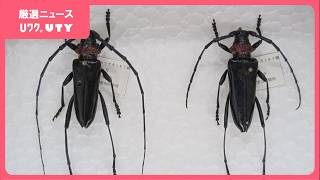長雨で薬剤散布の期限を延長　クビアカツヤカミキリの対策　幼虫がサクラやモモの木を食い荒らす　山梨県