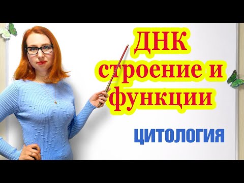 ДНК, строение и функции