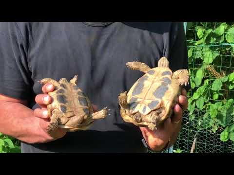 Video: Tagli di capelli diversi per i cuccioli di barboncino giocattolo