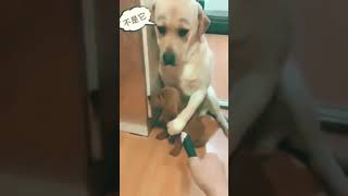 dog funny funnyvideo funnyvideos viral newvideo foryou shopnil viralvideo funnymemes