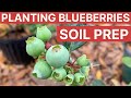 Dont bother planting blueberries in florida without this