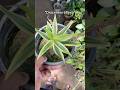Do you like this plant? | Dracenea reflexa 🪴✨#songofindia #youtubeshorts