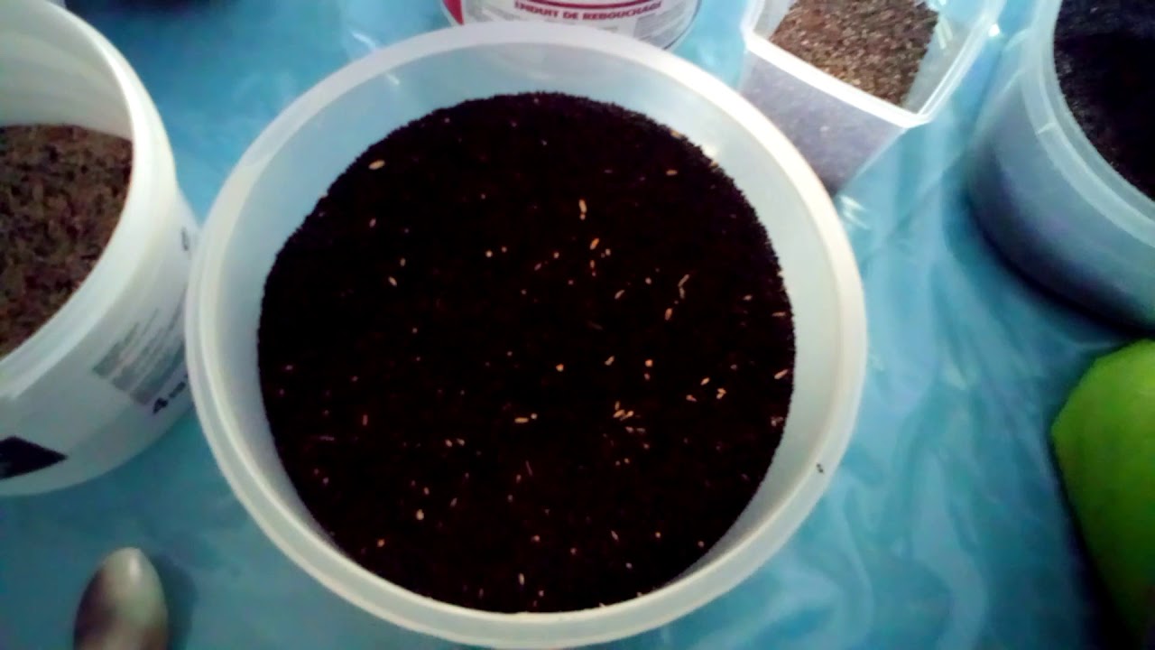 Melange de graines pour canaris chardonnerets ect....