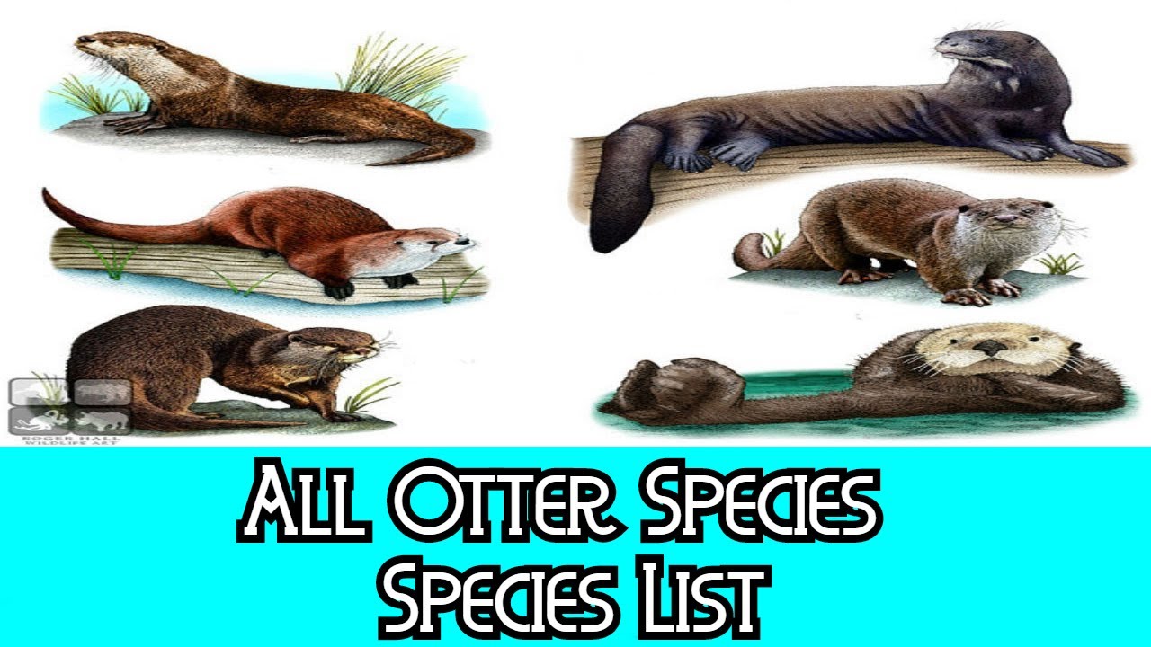 All Otter Species - Species List - YouTube