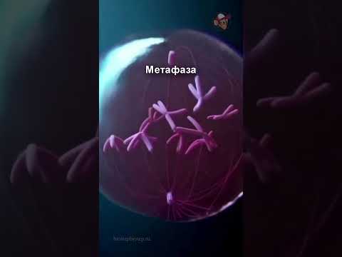 Деление клетки митозом