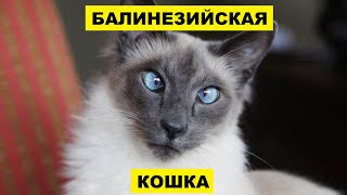 Балинезийская кошка плюсы и минусы породы | Породы кошек | Балинезийская порода кошек | Кошки