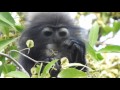 Südlicher Brillenlangur - Dusky leaf monkey - Nationalpark Khao Sam Roi Yot www.thailands-insel.de