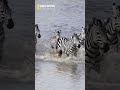 Zebra Running Through Sea Water 🦓🌊💨 | Amazing Wild Moment | Discover Kids World