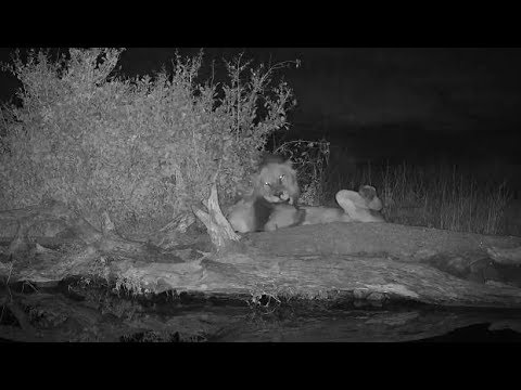 camera iphone 8 plus apk Djuma: Lions-two Avoca males behind pan-Pt:2 - 05:52- 07/15/19