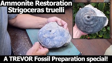 FOSSIL PREPARATION - Preparing a rare Strigoceras truelli #ammonite from the #dorset jurassic coast