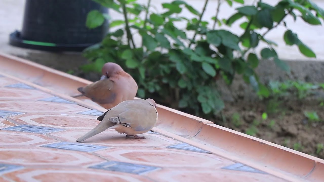 Musicha | Birds | Горлица - YouTube