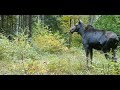 Forest Life Through the Eyes Of A Trail Camera