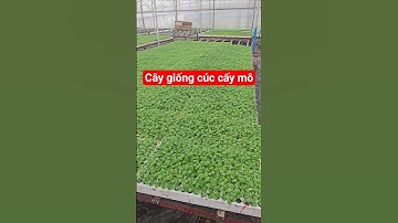 Cây giống cúc cấy mô #caygiongcuc #caygionghoa #caygiongcuccaymo