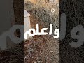 ع ش م ا ش ئ ت ف إ ن ك م ي ت و أ ح ب ب م ن ش ئ ت ف إ ن ك م ف ار ق ه رشاد عدنان