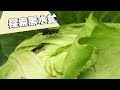 【廚餘處理】探索黑水虻：減少廚餘廢棄物 我們的島 第938集 (2018-01-15)