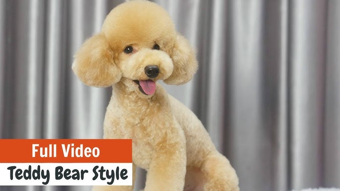 Toy Poodle Asian Fusion Grooming Chic