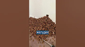 Дятел спрятал в стене дома 320 кг желудей