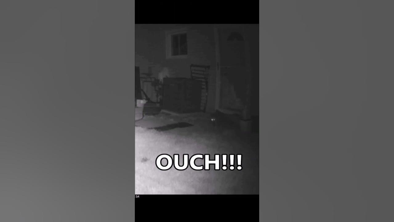 Raccoons vs Electric Fence 🔥 Best Electroshocking Compilation2023