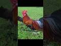 Ntuj Teb Ntuj Tag Qa Ncua - LONGTAIL RED ROOSTERS #rooster #gallos #birds #petphotography #nature